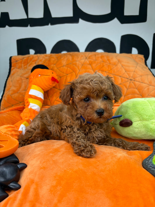 Apricot Male Micro Poodle (Deposit Only‼️Please Read The Description Below‼️)