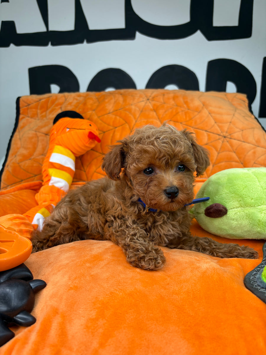 Apricot Male Micro Poodle (Deposit Only‼️Please Read The Description Below‼️)
