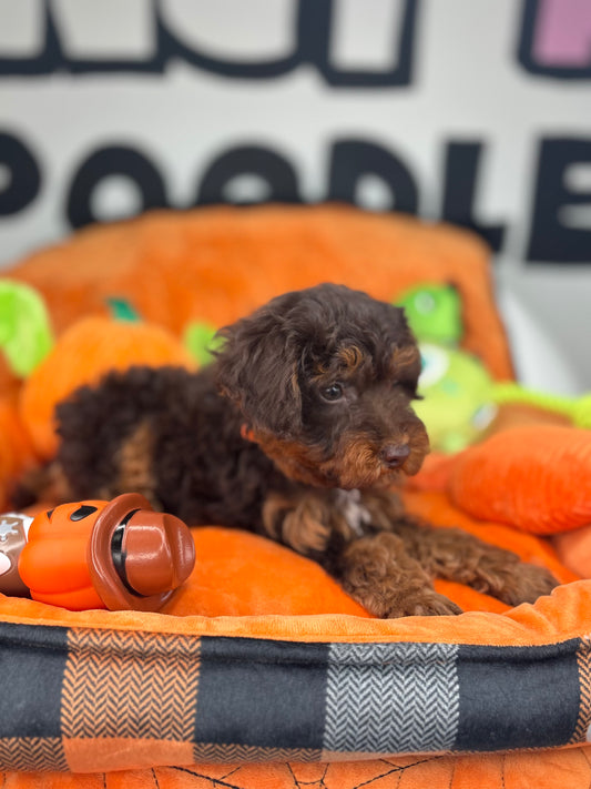 Chocolate Phantom Male Toy Poodle (Deposit Only‼️Please Read The Description Below‼️)