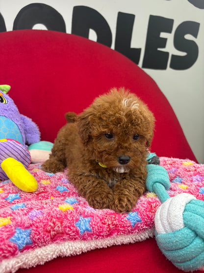 Dark Red Male Miniture Poodle (Deposit Only, Please Read The Description Below‼️)