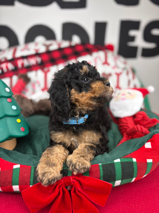 Red Phantom Male Toy Poodle (Deposit Only, Please Read The Description Below‼️)