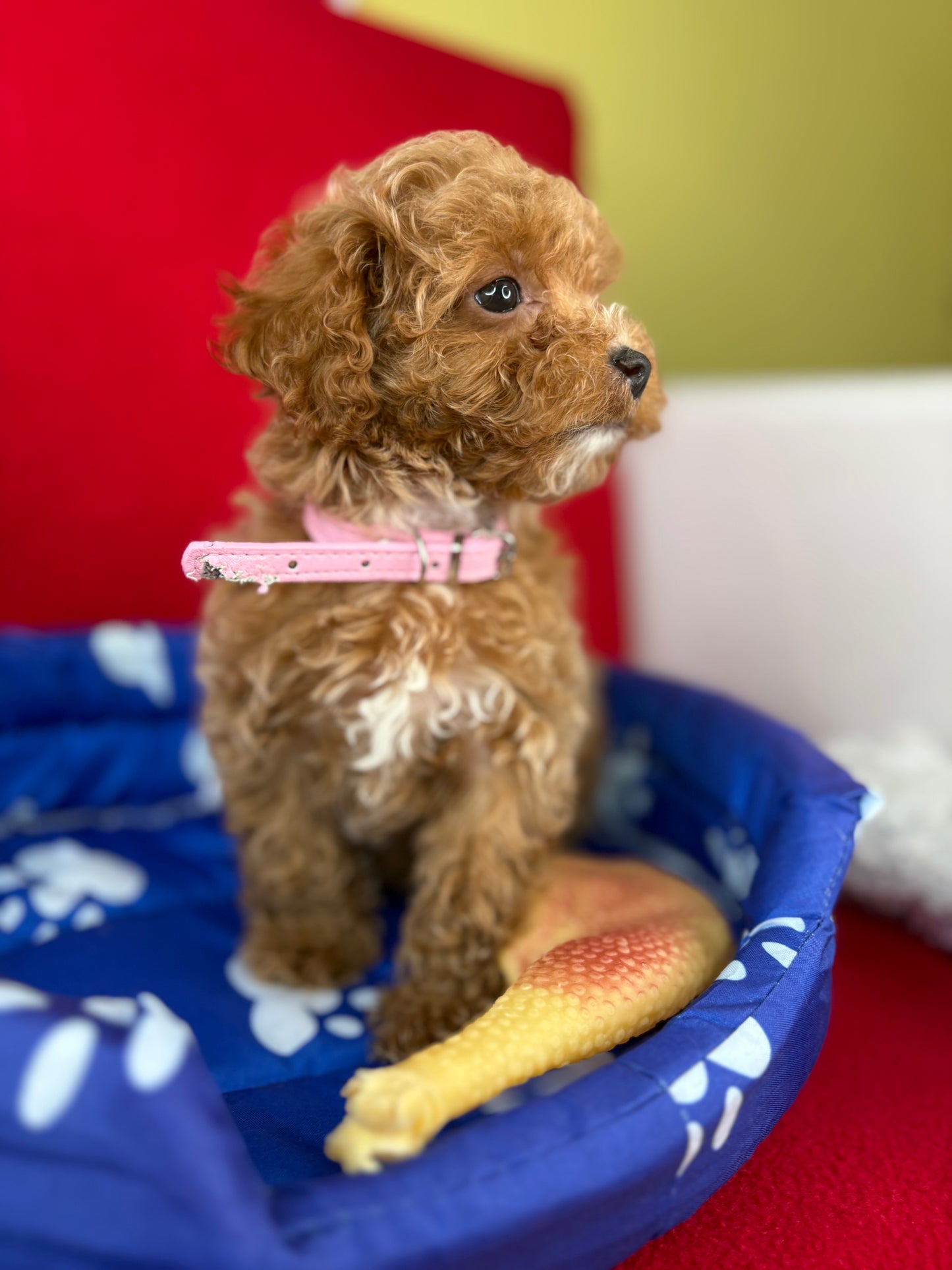 Female Teacup Poodle “Twin 2” (Deposit Only‼️ Please Red The DESCRIPTION Below‼️)