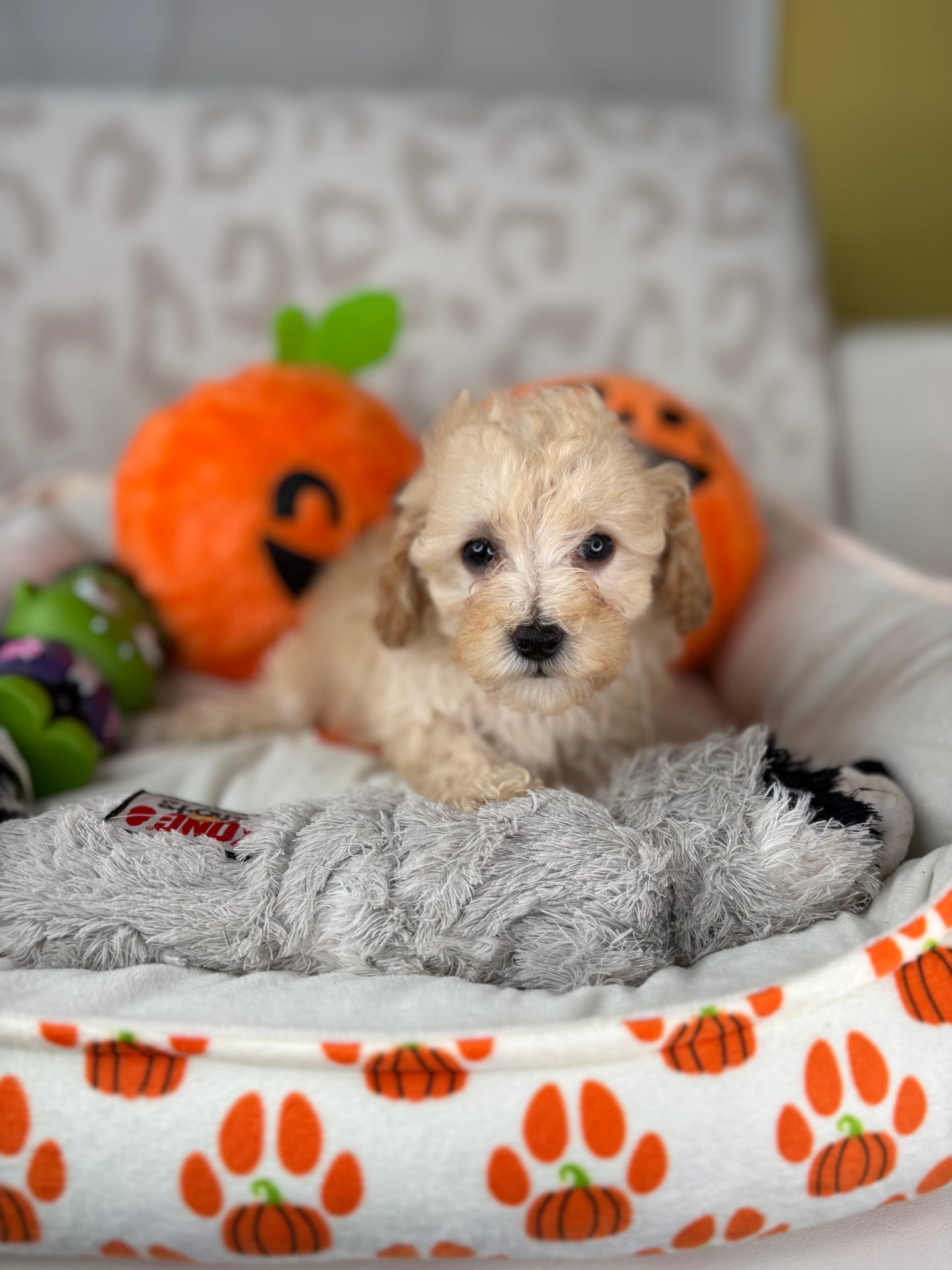 Apricot Female Teacup Poodle 🐩(Deposit Only ‼️ Please Read The DESCRIPTION Below‼️)