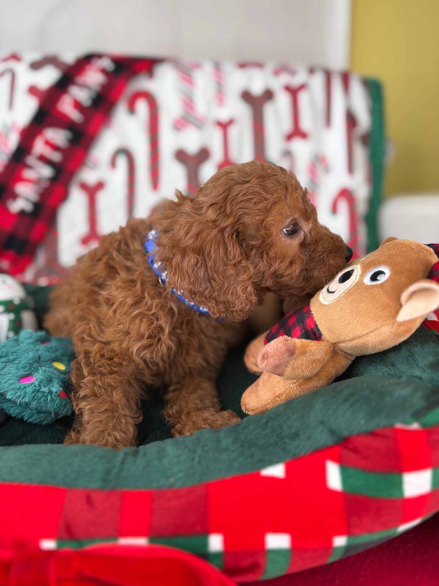 Red Male Miniture Poodle  (Deposit Only, Please Read The Description Below‼️)