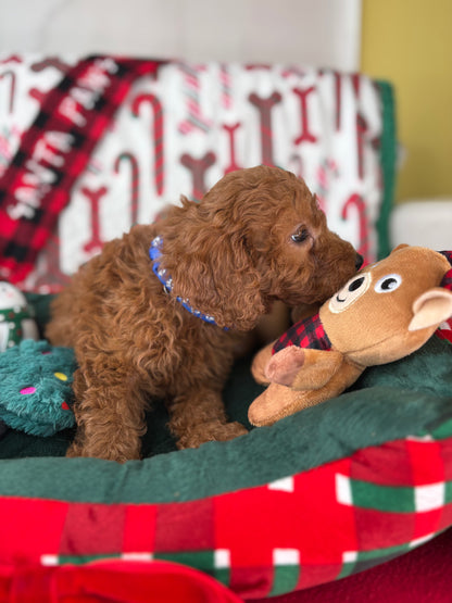 Red Male Miniture Poodle  (Deposit Only, Please Read The Description Below‼️)