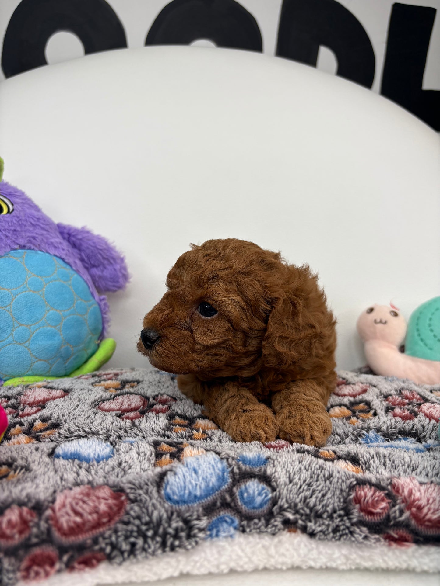 Harper The Dark Red Male Miniature Poodle (Deposit Only ‼️ Please Read The DESCRIPTION Below‼️)