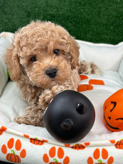 Apricot Male Toy Poodle (Deposit Only‼️Please Read The Description Below‼️)