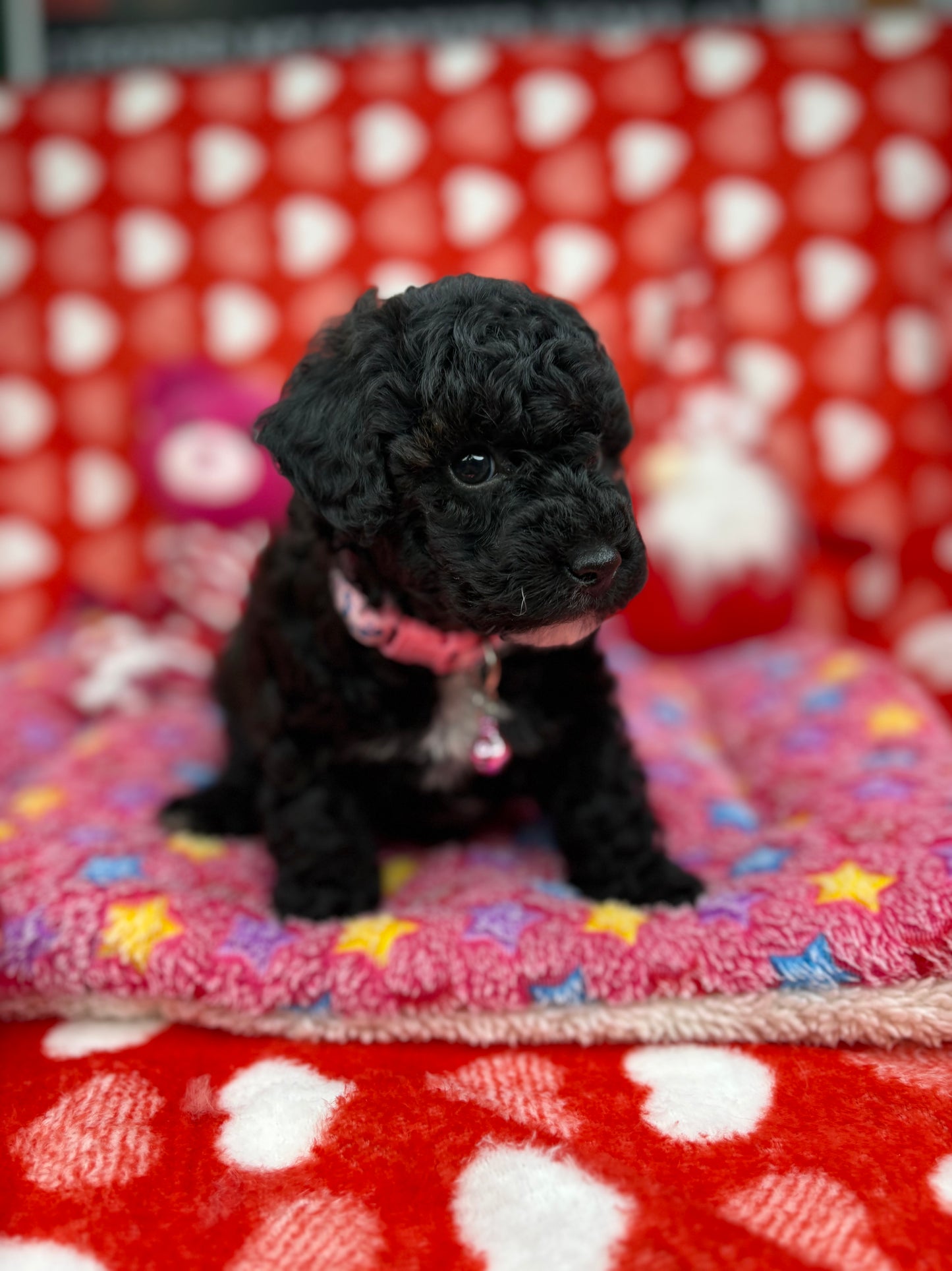 Black Male Teacup Poodle (Deposit Only‼️ Please Read The Description Below‼️)