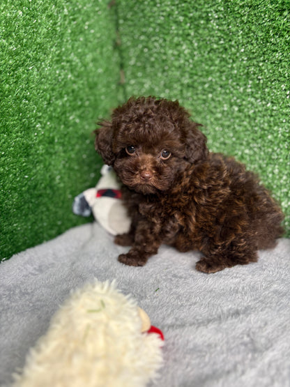 King The Chocolate Micro Poodle 🐩 (Deposit Only‼️ Please Read The Description Below‼️)