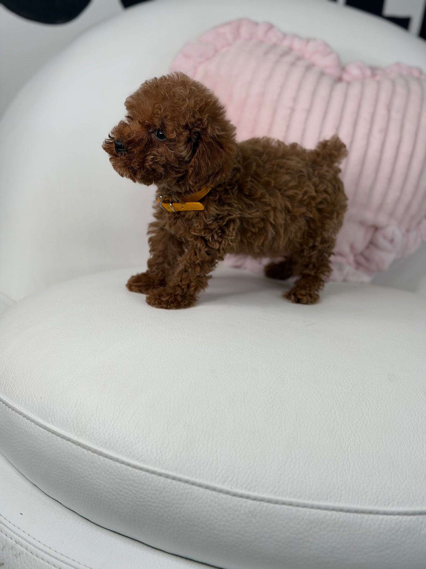 Dark Red Female Teacup Poodle ‼️(Deposit Only ‼️ Please Read The Description Below ‼️)