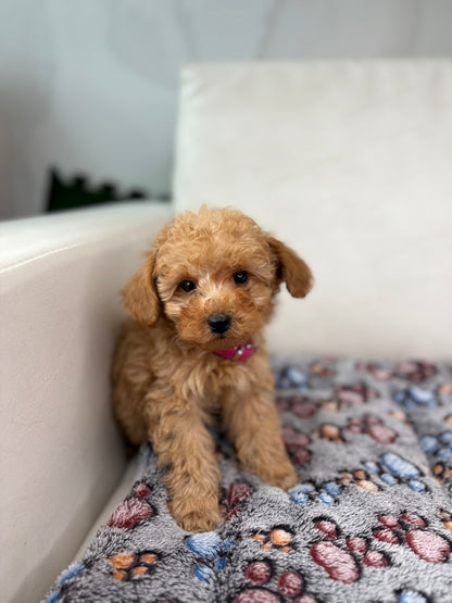 Tiny Toy Male Poodle (Deposit Only ‼️ Please Read DESCRIPTION Below‼️)