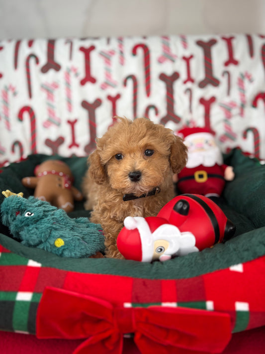 Apricot Male Teacup Poodle 🐩(Deposit Only ‼️ Please Read The DESCRIPTION Below‼️)