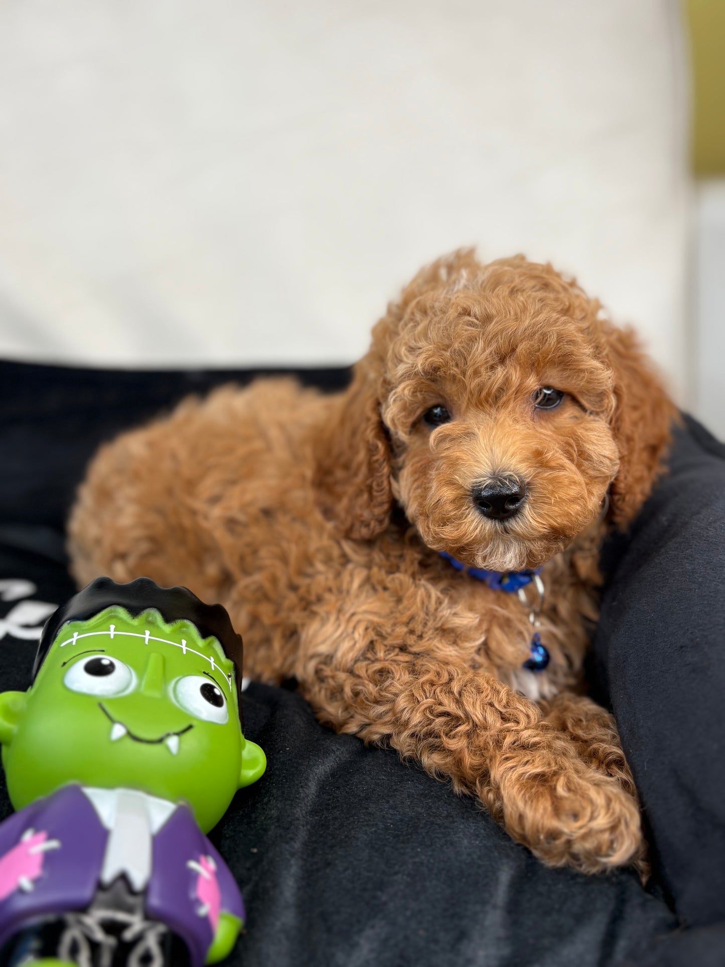 Apricot Male Miniature Poodle (Deposit Only ‼️ Please Read The DESCRIPTION Below‼️)