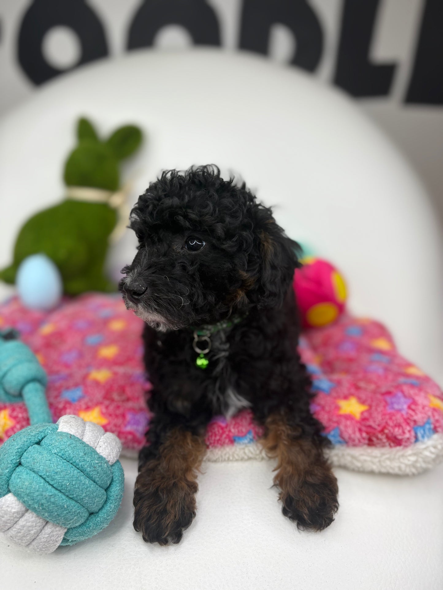 Red Phantom Female Toy Poodle ( Deposit Only, Please Read The DESCRIPTION Below‼️)