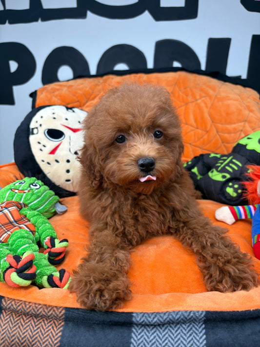 Apricot Male Toy Poodle 🐩 (Deposit Only ‼️ Please Read The Description Below ‼️)