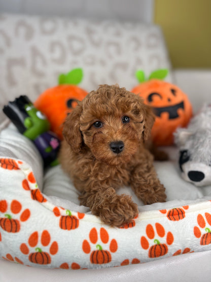 Apricot Male Toy Poodle 🐩 (Deposit Only‼️Please Read The Description Below‼️)
