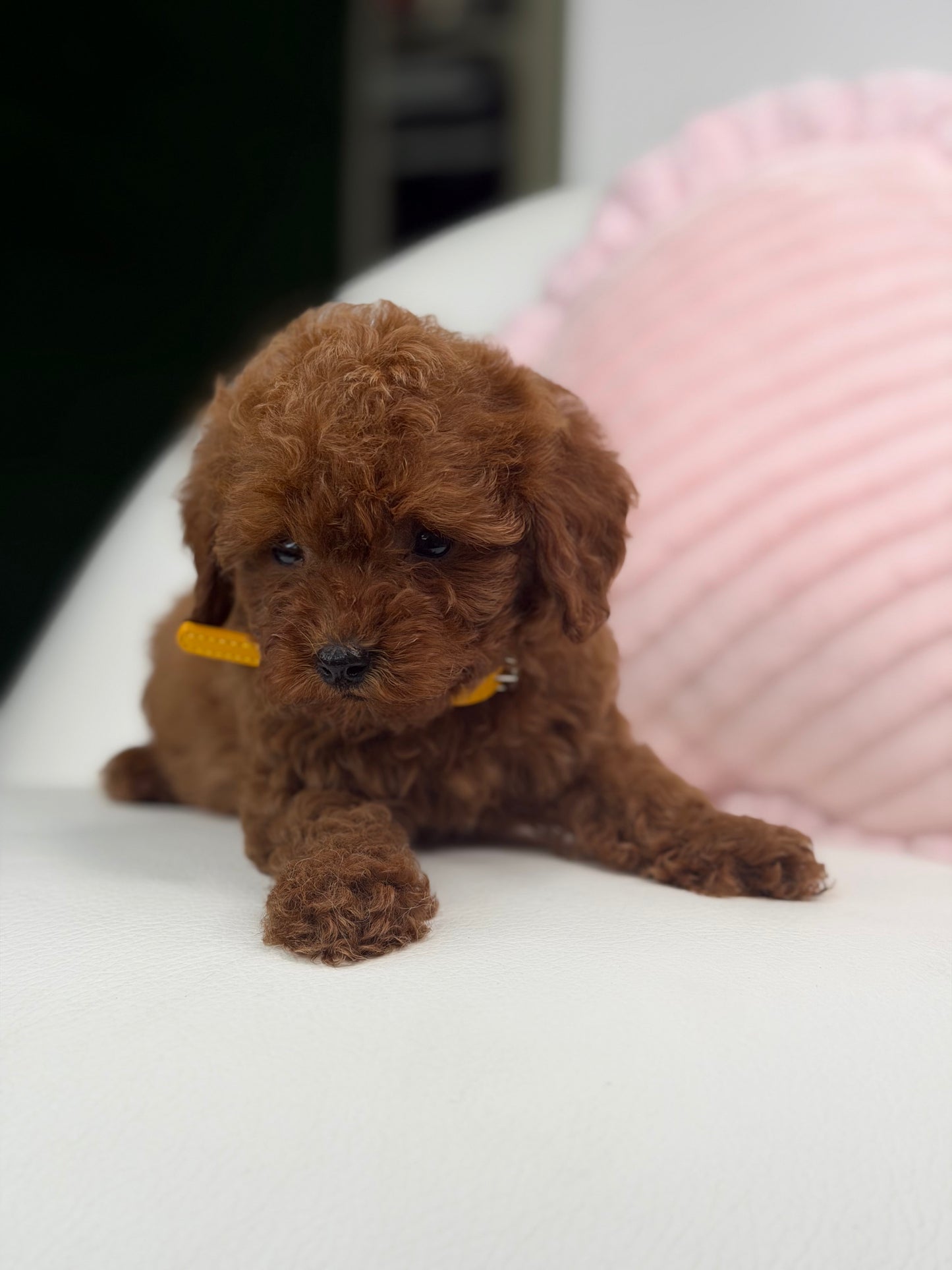 Dark Red Male Teacup Poodle (Deposit Only‼️ Please Red The DESCRIPTION Below‼️)