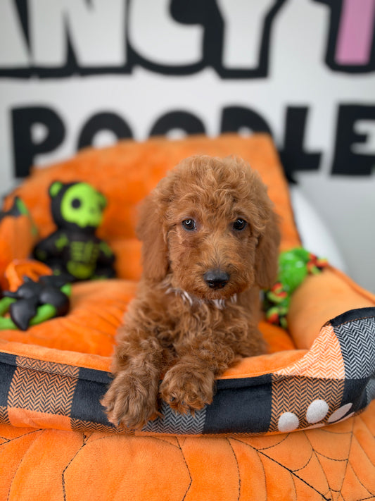 Apricot Male Miniature Poodle ( Deposit Only, Please Read The DESCRIPTION Below‼️)