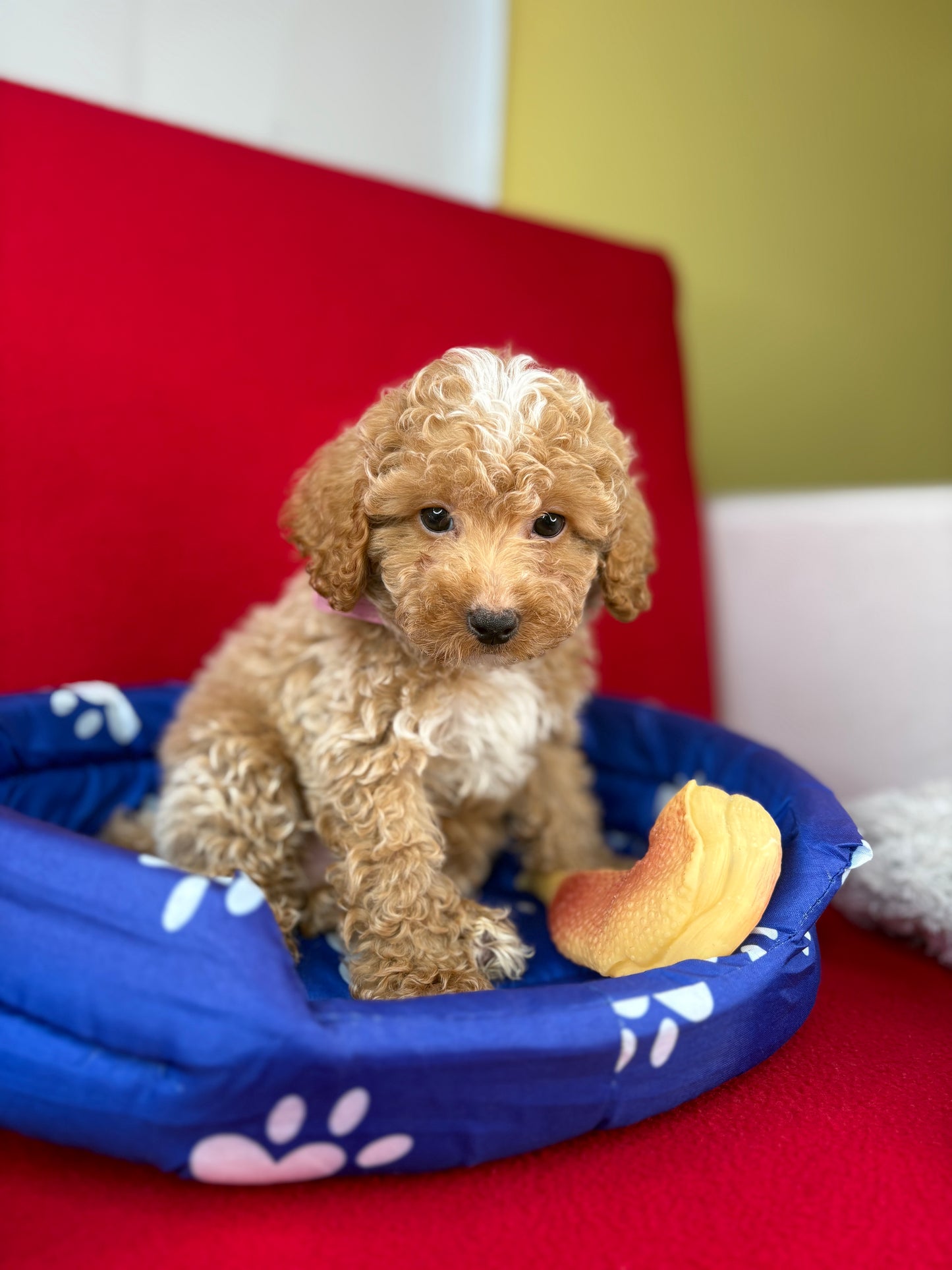 Apricot Male Toy Poodle ‼️(Deposit Only ‼️ Please Read The Description Below ‼️)