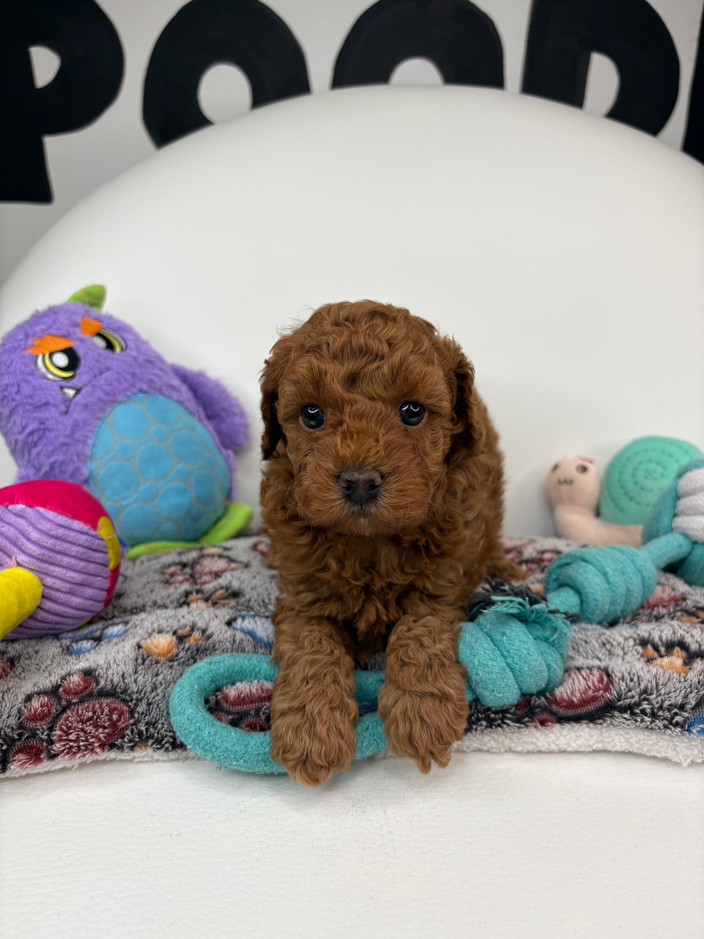 Roman The Dark Red Miniature Poodle PROMOTION Pup (Deposit Only ‼️Please Read The DESCRIPTION Below‼️)