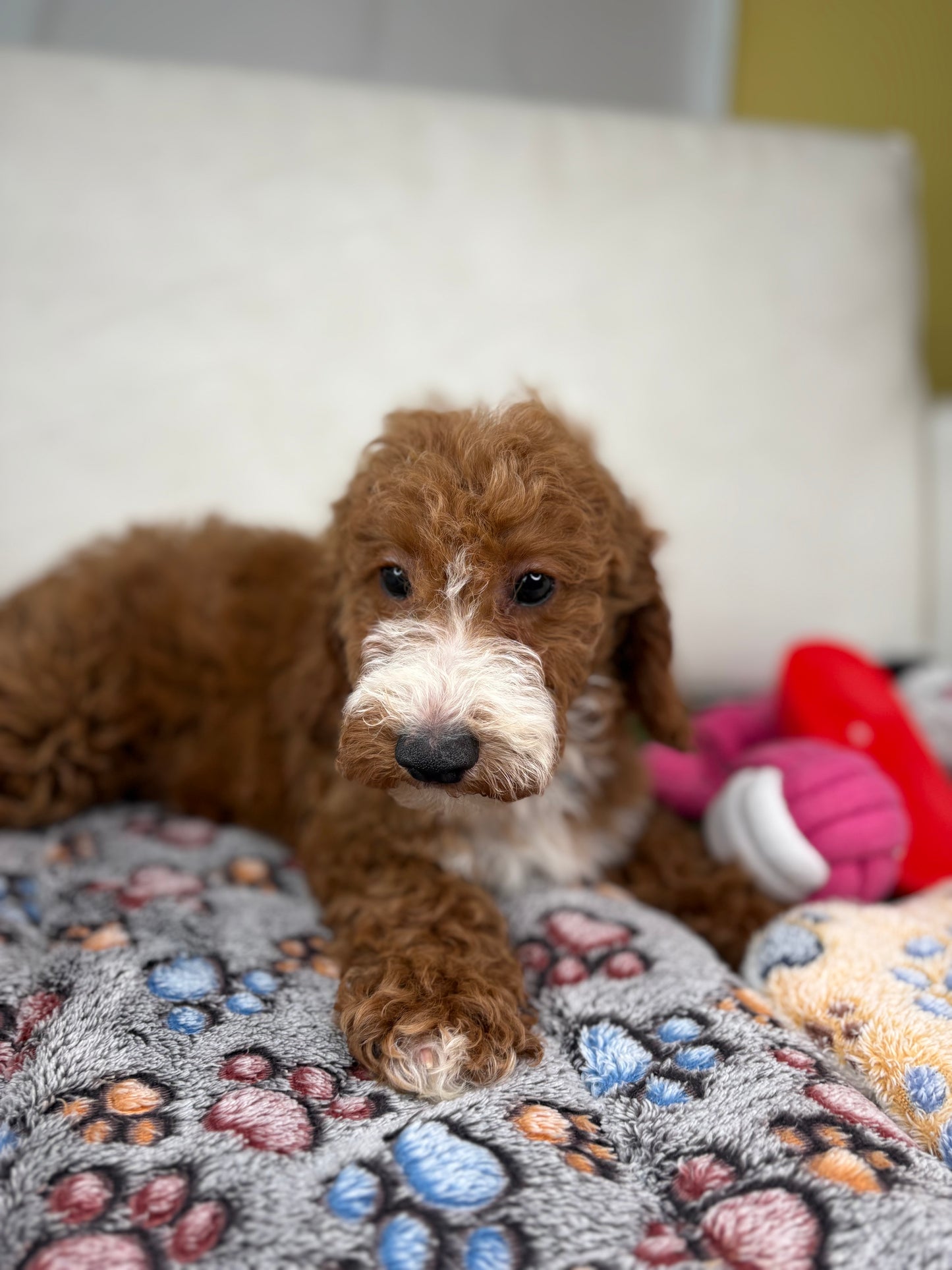 Red And White Male Miniture Poodle 🐩 (Deposit Only, Please Read The Description Below‼️)