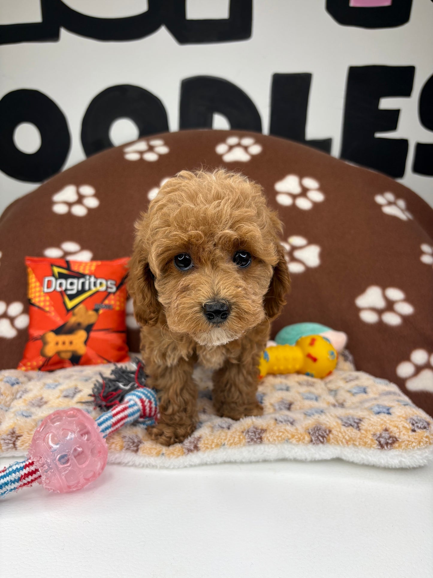 Apricot Female Teacup Poodle (Deposit Only‼️Please Read The Description Below‼️)