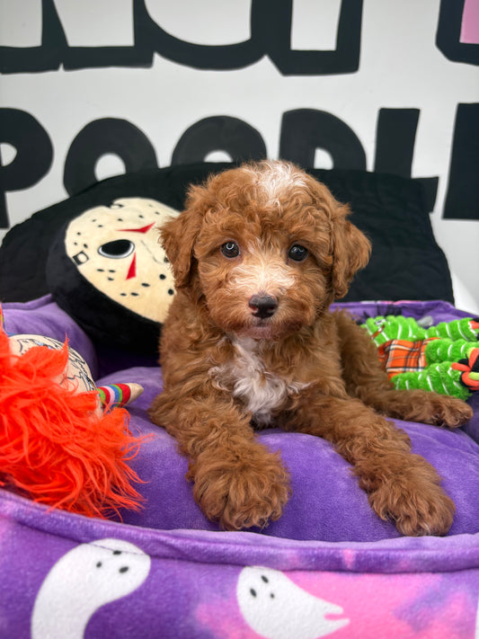 Red And White Female Toy Poodle 🐩 (Deposit Only ‼️ Please Read The Description Below ‼️)