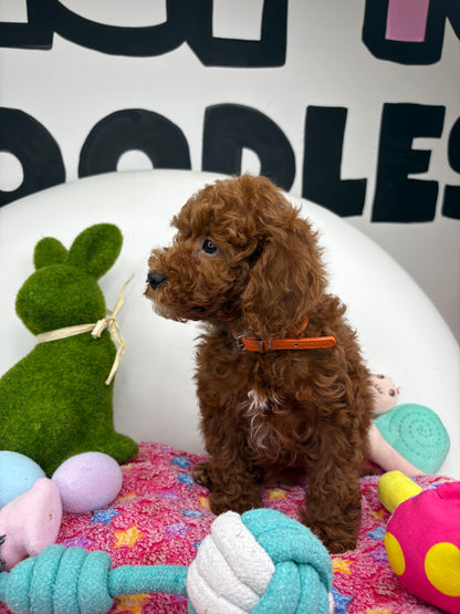 Red Male Miniature Poodle 🐩 (Deposit Only‼️Please Read The Description Below‼️)