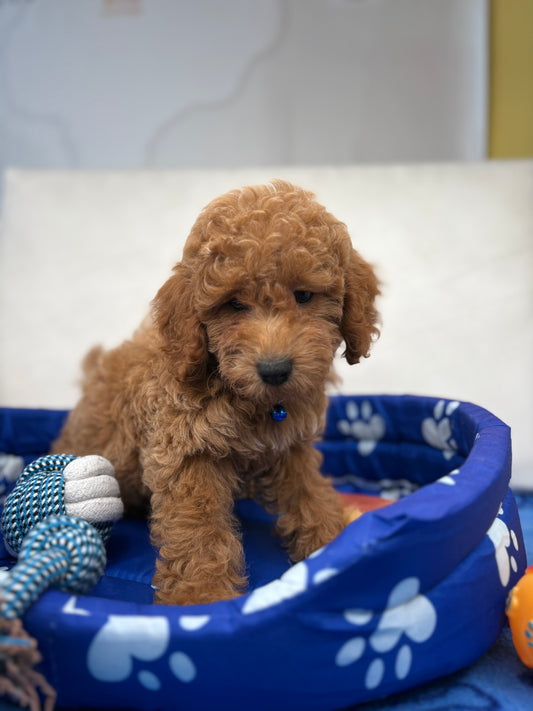 Male Apricot Toy Poodle ( Deposit Only, Please Read The DESCRIPTION Below‼️)