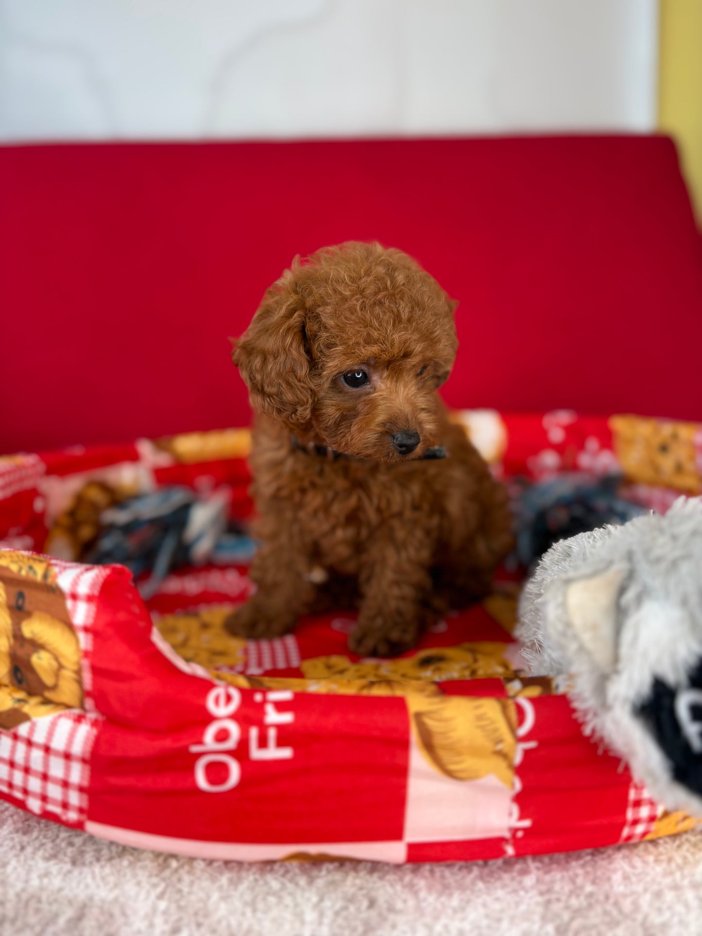 Dark Red Female Teacup Poodle (Deposit Only‼️ Please Red The DESCRIPTION Below‼️)