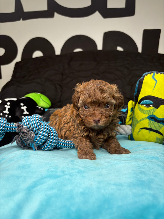 Brownie The Teacup Poodle (Deposit Only ‼️Please Read The DESCRIPTION Below‼️)