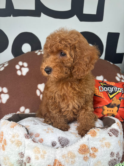 Apricot Female Miniture Poodle (Deposit Only, Please Read The Description Below‼️)