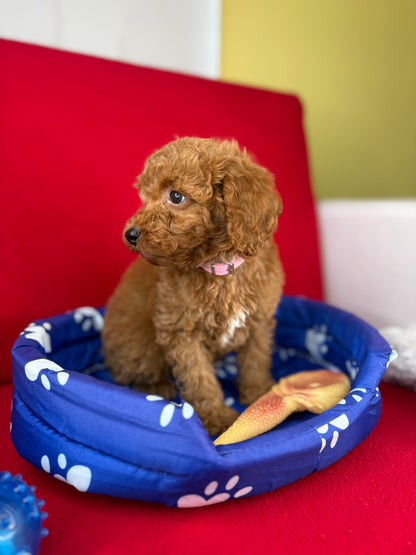 Red Male Toy Poodle 🐩 (Deposit Only‼️Please Read The Description Below‼️)