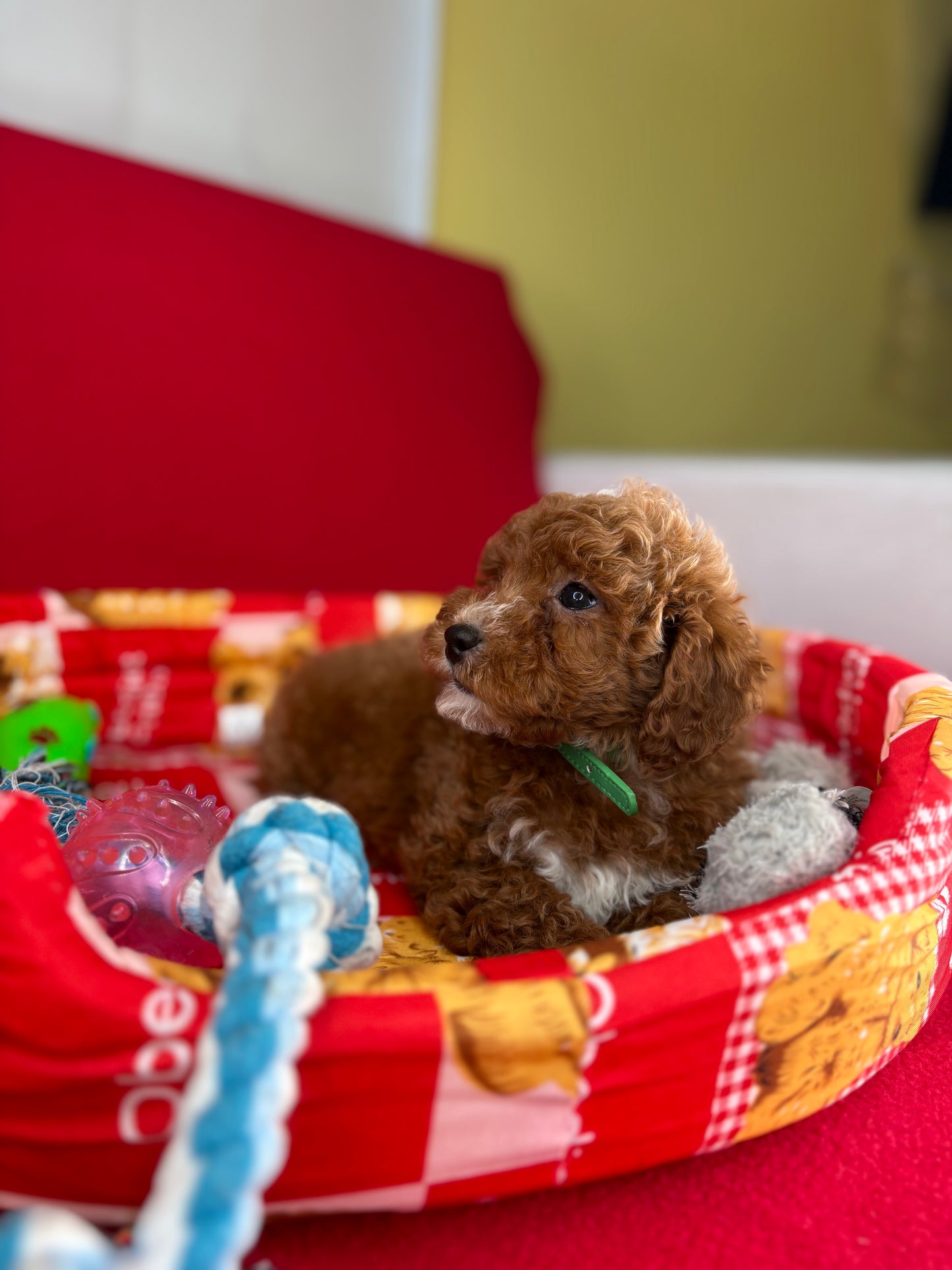 Red Male Toy Poodle (Deposit Only‼️Please Read The Description Below‼️)