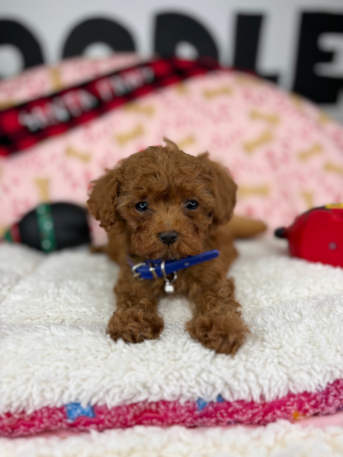 Dark Red Male Micro Poodle (Deposit Only ‼️ Please Read DESCRIPTION Below‼️)
