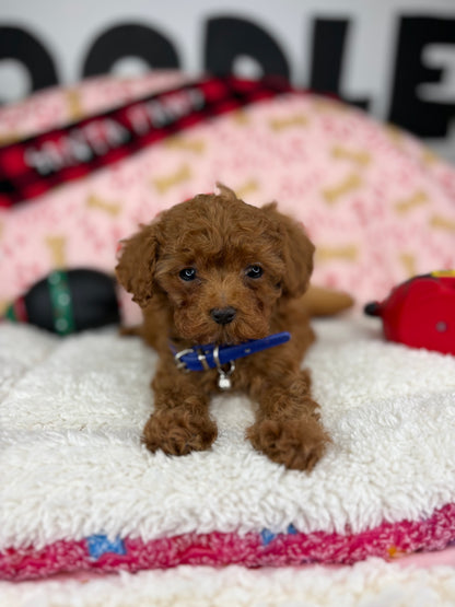 Dark Red Male Micro Poodle (Deposit Only ‼️ Please Read DESCRIPTION Below‼️)