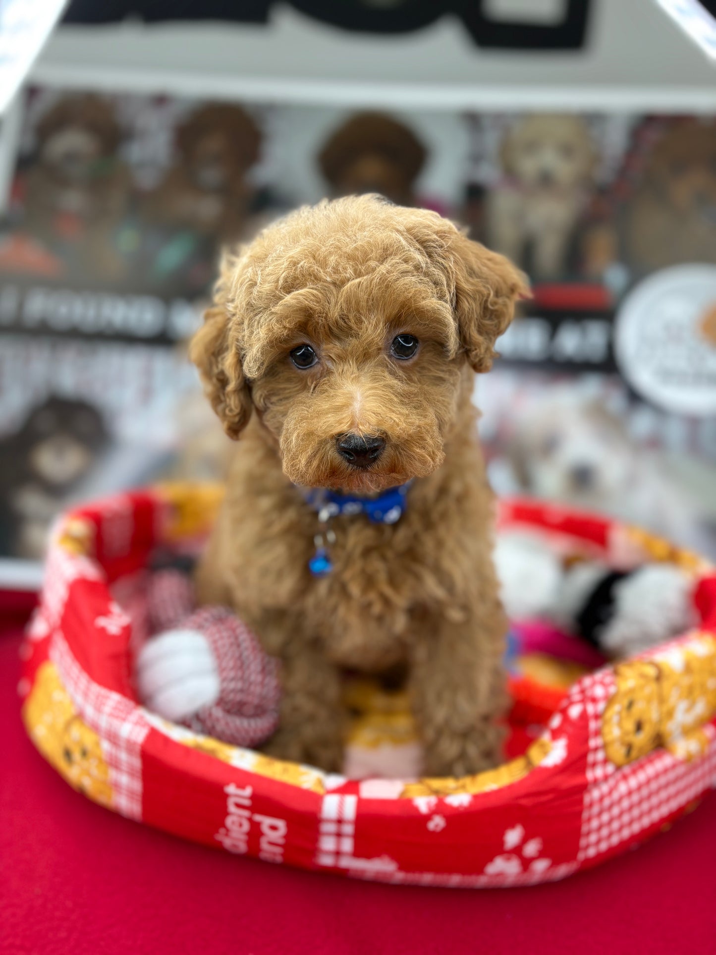 Apricot Female Miniature Poodle  (Deposit Only ‼️ Please Read The DESCRIPTION Below‼️)