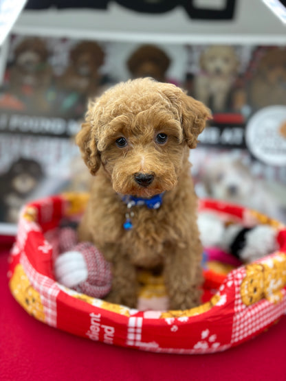 Apricot Female Miniature Poodle  (Deposit Only ‼️ Please Read The DESCRIPTION Below‼️)