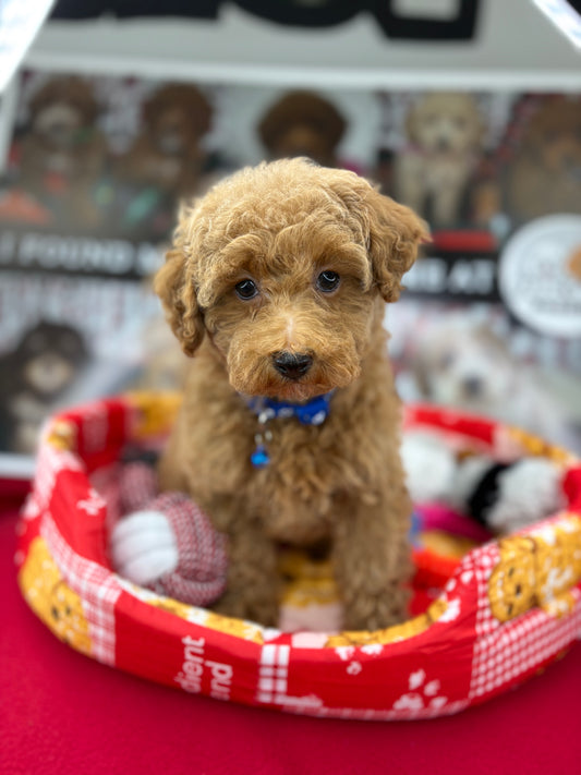 Apricot Female Miniature Poodle  (Deposit Only ‼️ Please Read The DESCRIPTION Below‼️)