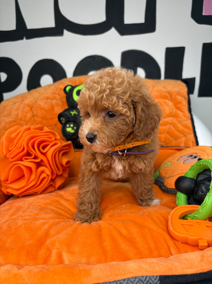 Red And White Female Toy Poodle ( Deposit Only, Please Read The DESCRIPTION Below‼️)