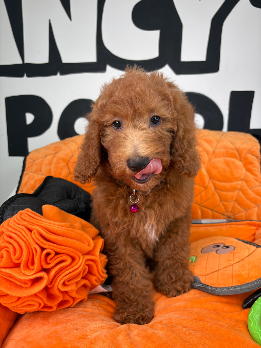 Red Male Miniature Poodle (Deposit Only ‼️ Please Read The DESCRIPTION Below‼️)