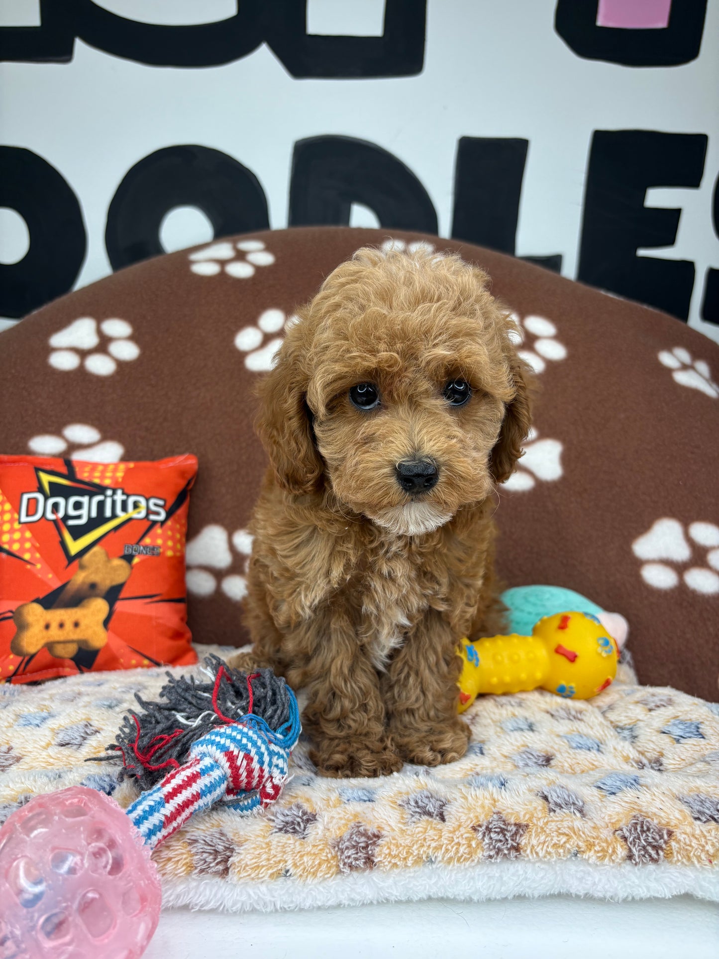 Apricot Female Teacup Poodle (Deposit Only‼️Please Read The Description Below‼️)