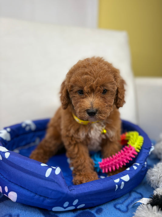 Female Toy Poodle (Deposit Only, Please Read The Description Below‼️)