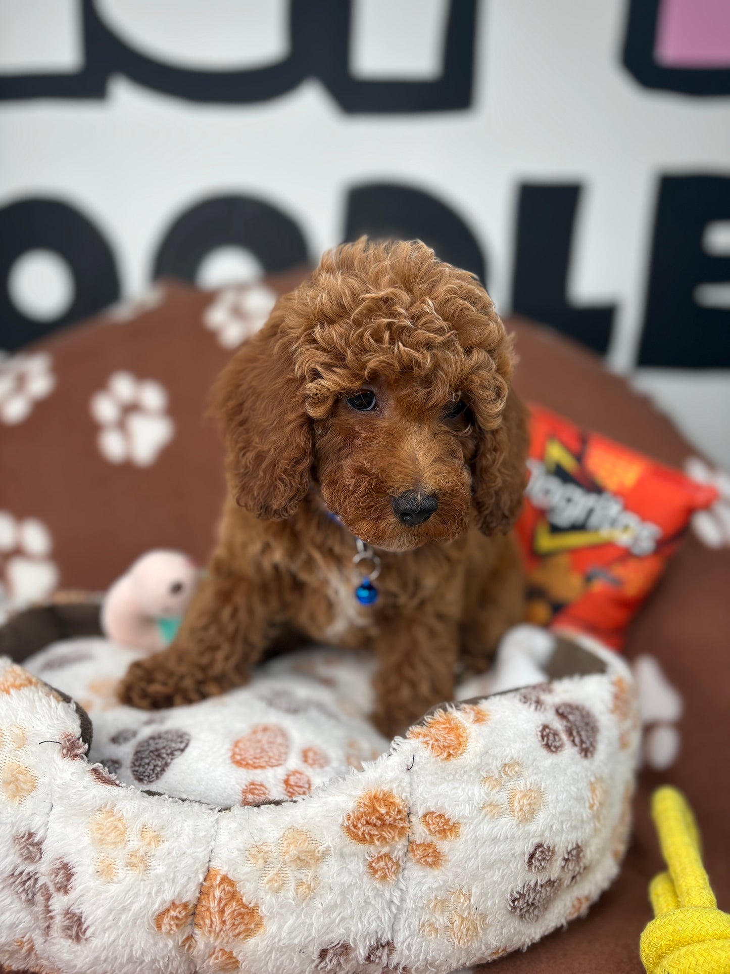Red Male Miniature Poodle (Deposit Only ‼️ Please Read The DESCRIPTION Below‼️)