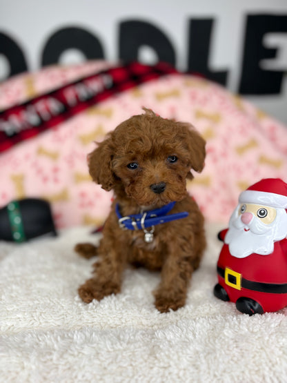 Dark Red Male Micro Poodle (Deposit Only ‼️ Please Read DESCRIPTION Below‼️)