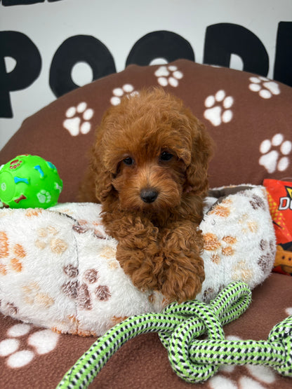 Red Female Teacup Poodle 🐩(Deposit Only ‼️ Please Read The DESCRIPTION Below‼️)