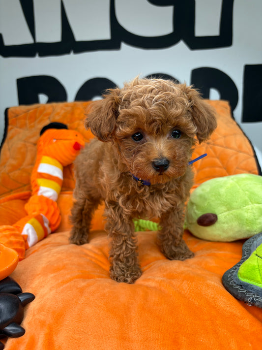 Red Male Teacup Poodle 🐩 (Deposit Only, Please Read The Description Below‼️)