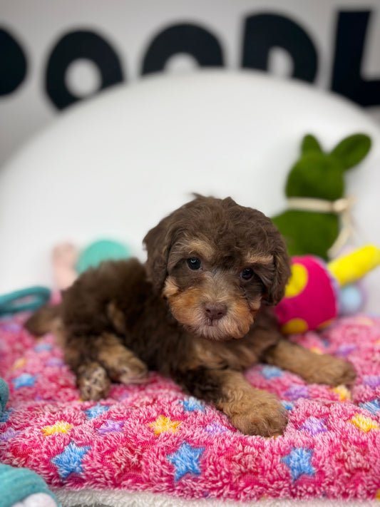 Chocolate Phantom Female Teacup Poodle (Deposit Only‼️Please Read The Description Below‼️)