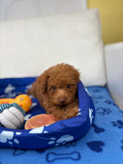 Male Teacup Poodle ‼️(Deposit Only, Please Read The Description Below‼️)