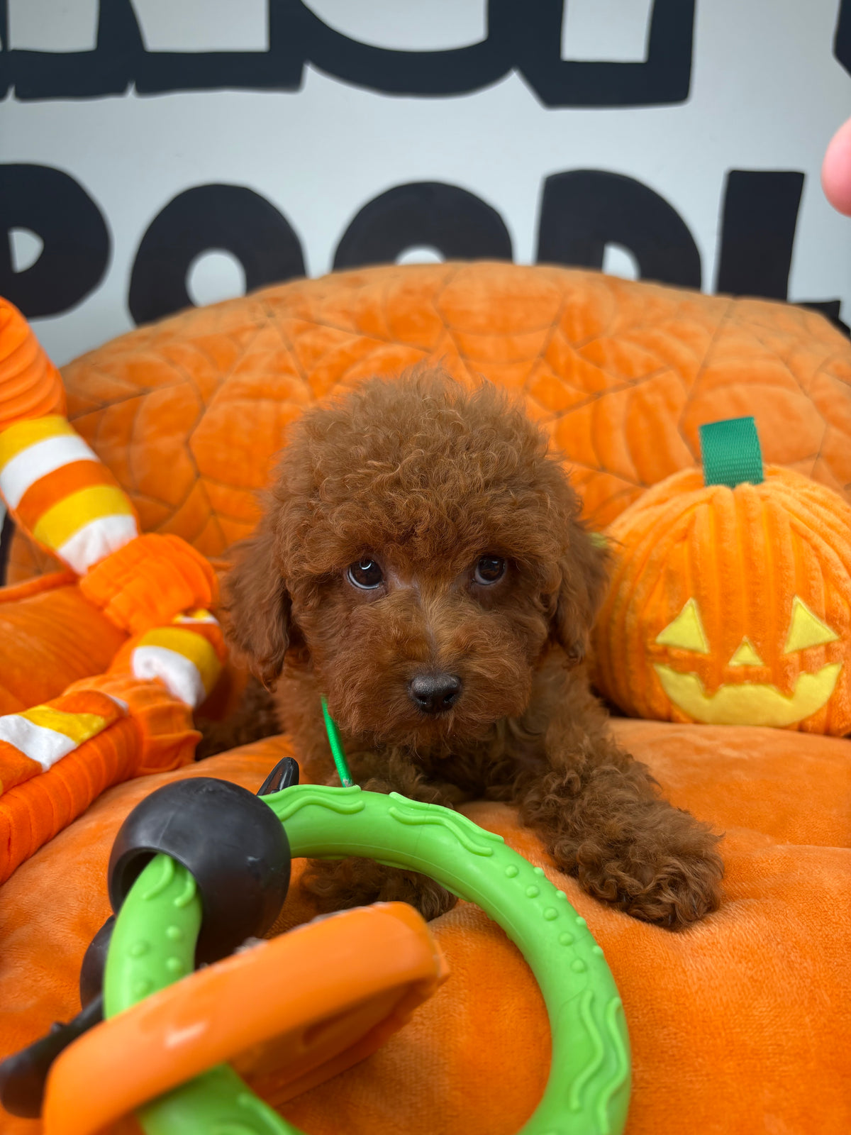 Dark Red Male Toy Poodle  ( Deposit Only‼️Please Read The Description Below‼️)
